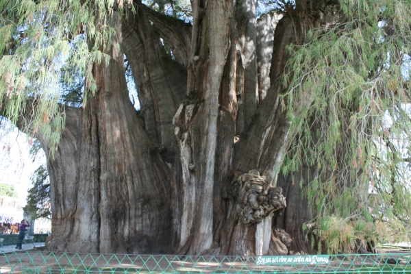 arbre remarquable
