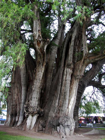 arbre remarquable