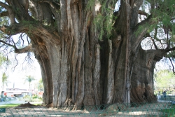 arbre remarquable