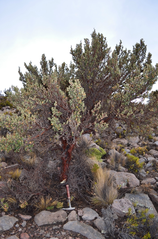 arbre remarquable