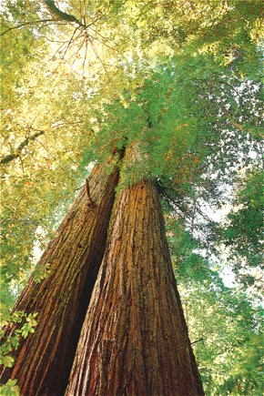arbre remarquable
