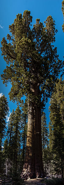 arbre remarquable