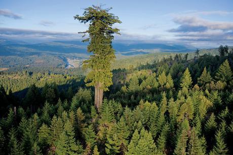 arbre remarquable
