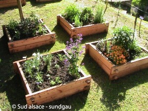 jardin ou potager en carré