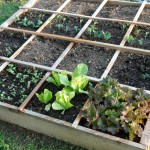 jardin ou potager en carré