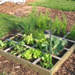 jardin ou potager en carré