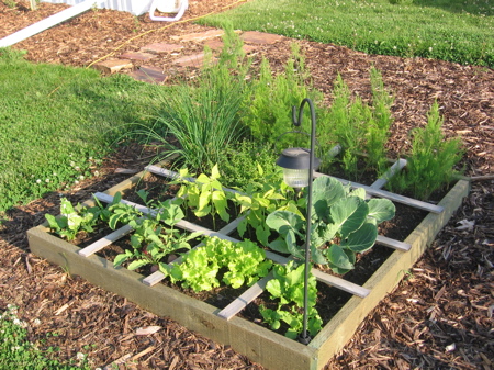 jardin ou potager en carré