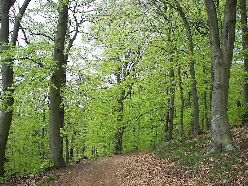 hêtre