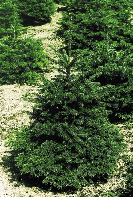 sapin