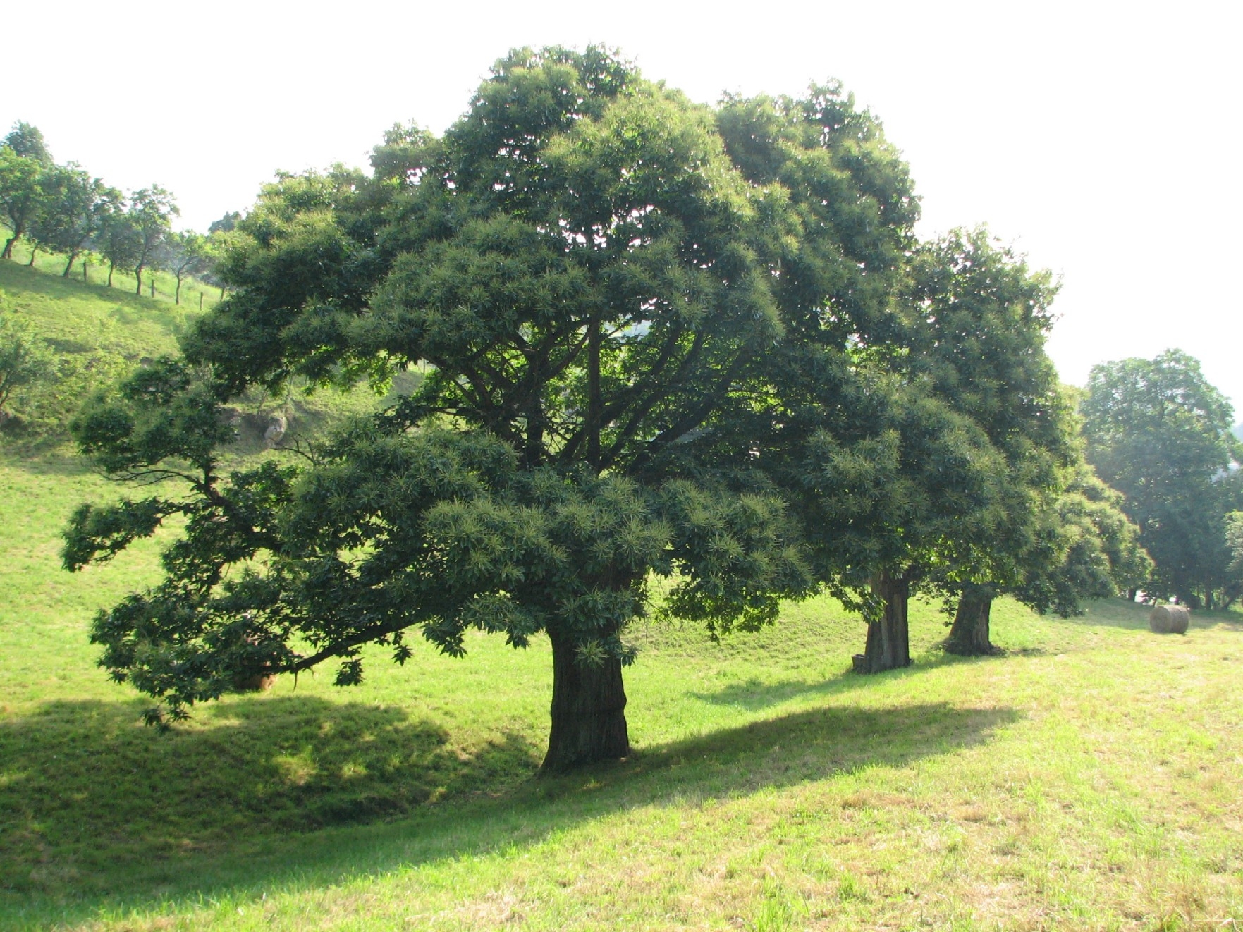 châtaigner