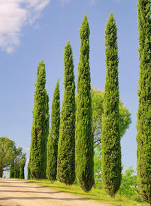 cyprès