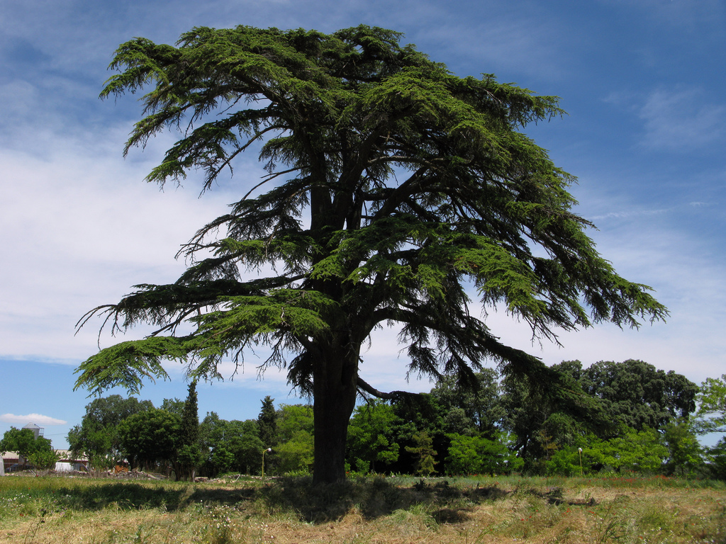 cèdre
