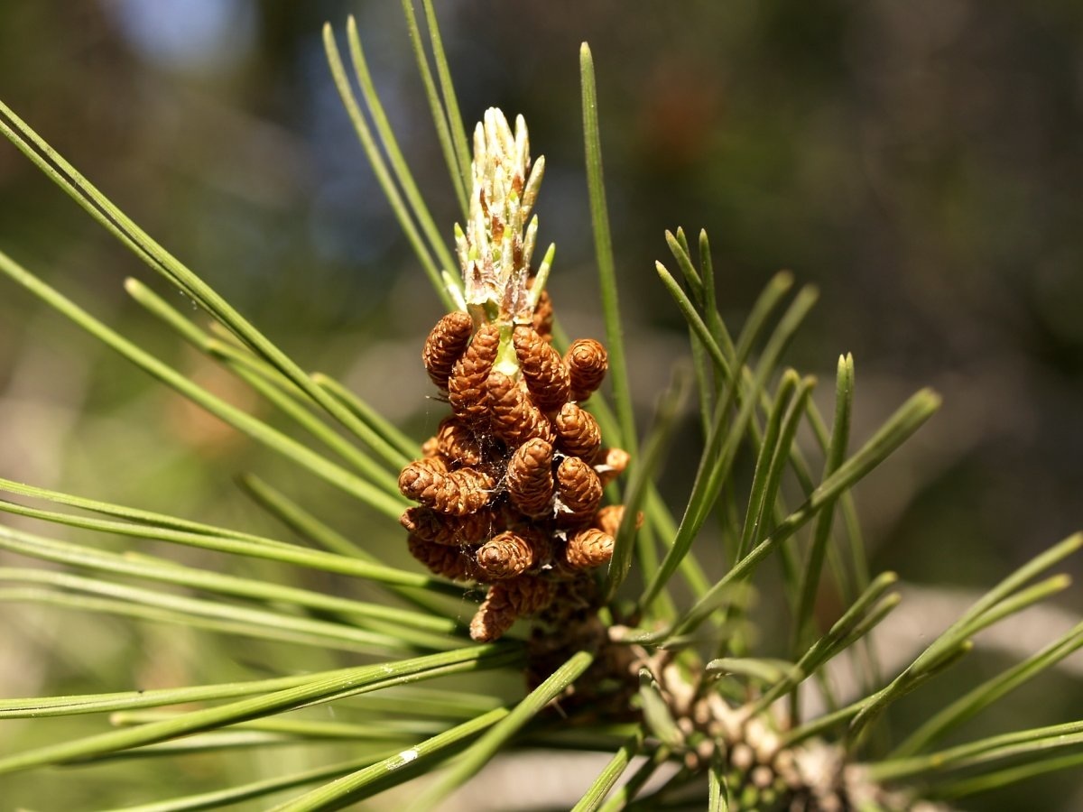 pin
