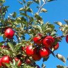 pommier
