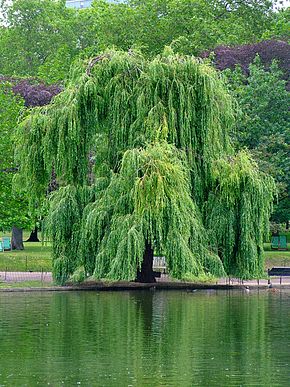 saule