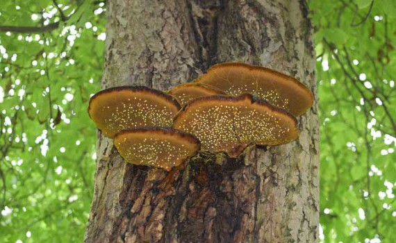 Un exemple d'entraide végétale entre un arbre et des champignon, grâce à la communication des plantes