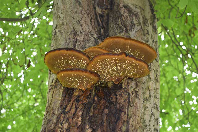 Un exemple d'entraide végétale entre un arbre et des champignon, grâce à la communication des plantes