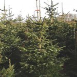 Culture de sapins de Noël Nordmann