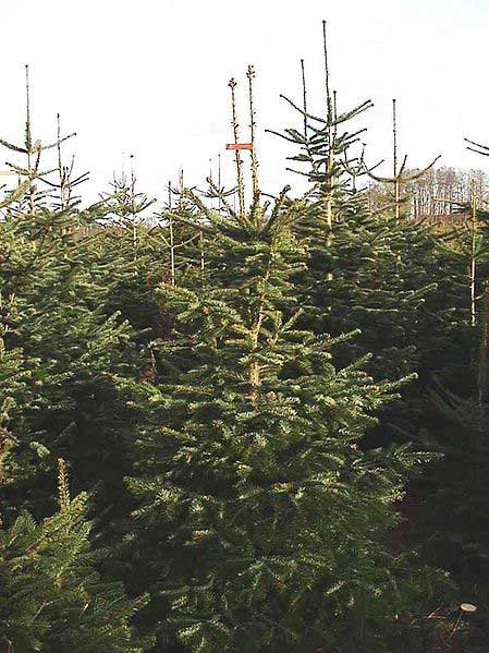 Culture de sapins de Noël Nordmann