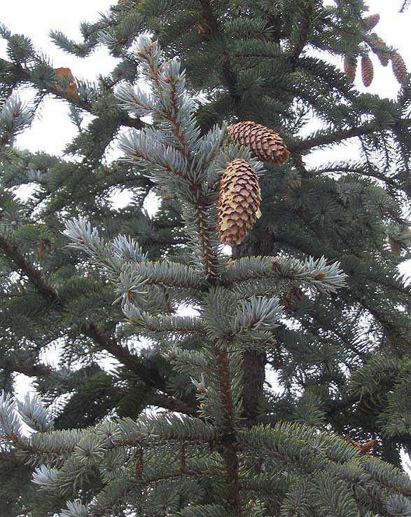 Sapin de Noël Pungens