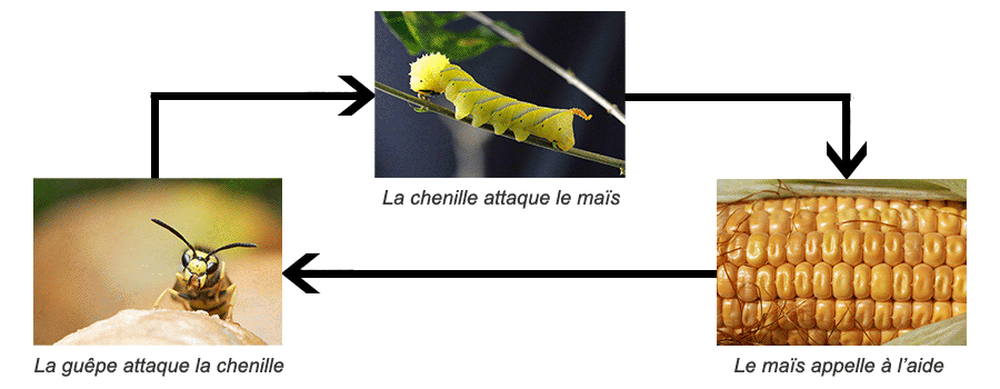 Schéma du mécanisme de défense du maïs - La communication des plantes, ici avec une guêpe qui attaquera la chenille envahissant du maïss