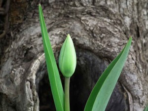 Tulipe en pleine croissance se tenant droite grâce à la lignine