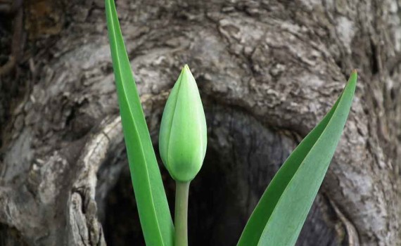 Tulipe en pleine croissance se tenant droite grâce à la lignine